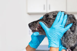 Dog at dentist