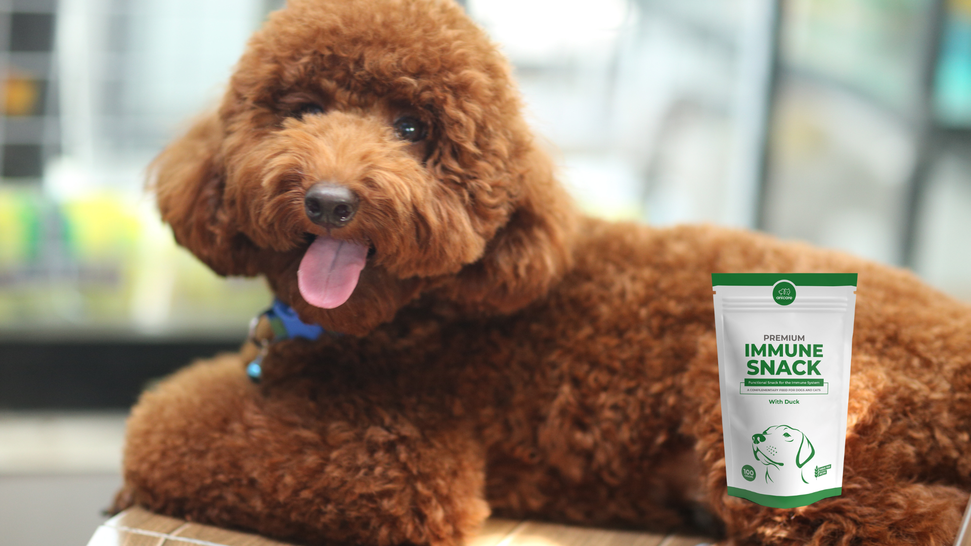 Wat is het voedingsadvies? - Premium immuun snack - liggende labradoodle