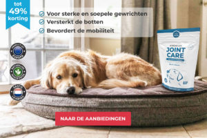 Liggende Hond op een mand met Premium Joint Care Rechts