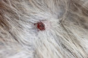 Hundefloh