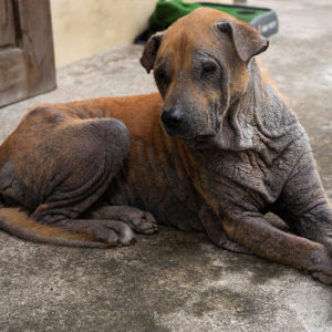 Haarbalgmilben Hund