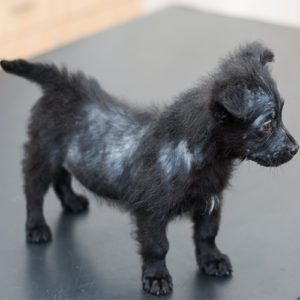 Raubmilben Hund