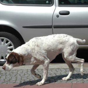 Hund Gang