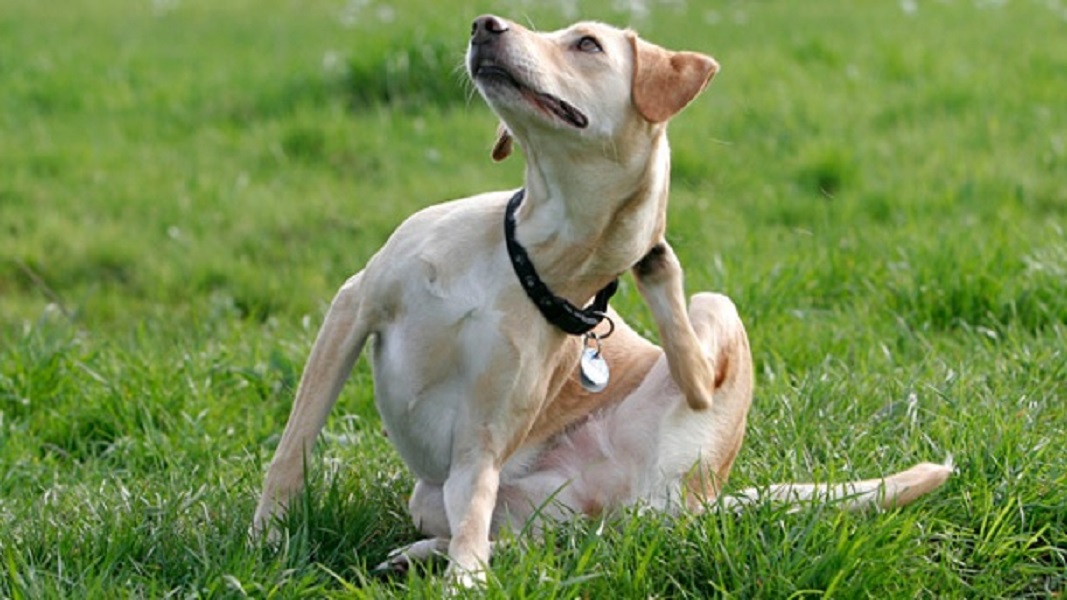 Hund kratzt sich, Hundefloh