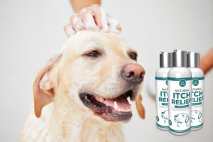 Hund wird geduscht