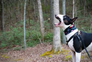 Hund Arthrose MSM