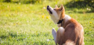 Hund Juckreiz Milben